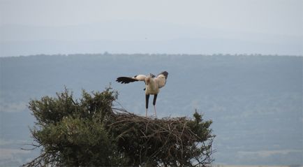 Bird secretary - cele mai interesante fapte, vivareit