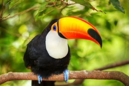 Bird tukan (55 poze) papagal cu cioc mare, toko imens, descriere, video