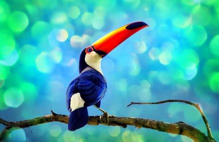 Bird tukan (55 poze) papagal cu cioc mare, toko imens, descriere, video