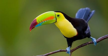 Птах тукан (55 фото) папуга з великим дзьобом, величезний токо, опис, відео