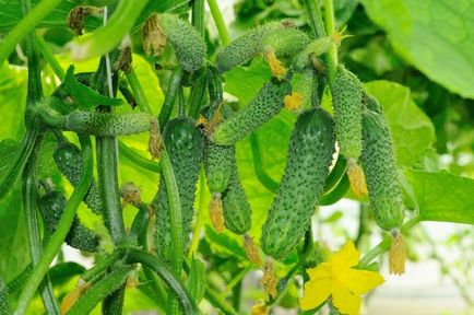 Пучкові огірки як виростити і отримати багатий урожай