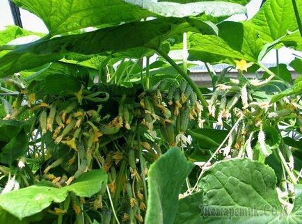 Пучкові огірки як виростити і отримати багатий урожай