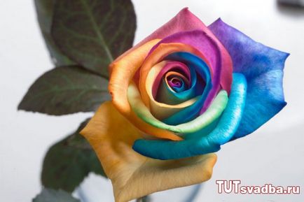 Rainbow trandafiri - o idee pentru o nunta - portal de nunta aici nunta