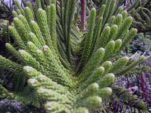 Planta Araucaria - îngrijire la domiciliu, fotografii araucariene și specii, acasă araucaria -