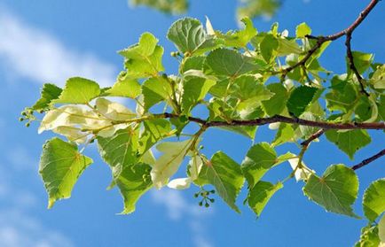 Розмноження липи живцями, порослю і відведеннями навесні і восени