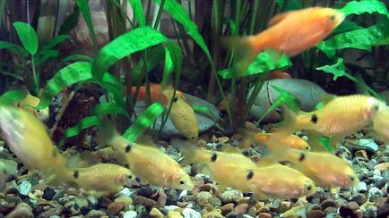 Розведення вогненних барбусов мальки барбусов, ніж годувати малюків барбусів, акваріумістика