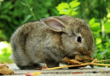 Розведення, утримання кроликів в домашніх умовах (для початківців)