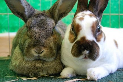 Розведення, утримання кроликів в домашніх умовах (для початківців)