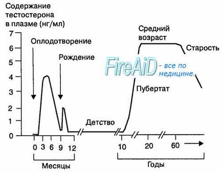 Репродуктивна функція чоловічого організму