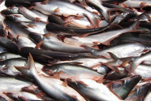 Fish Pangasius kár és haszon Ellenjavallatok (ellenjavallatok) Fish Pangasius kárt és hasznot, ellenjavallatok