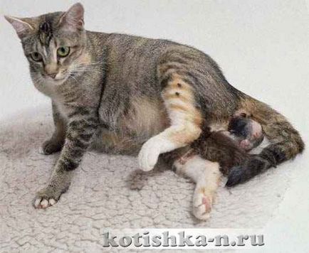 Nașterea la pisici, 10 sfaturi despre cum să se nască într-o pisică - faună
