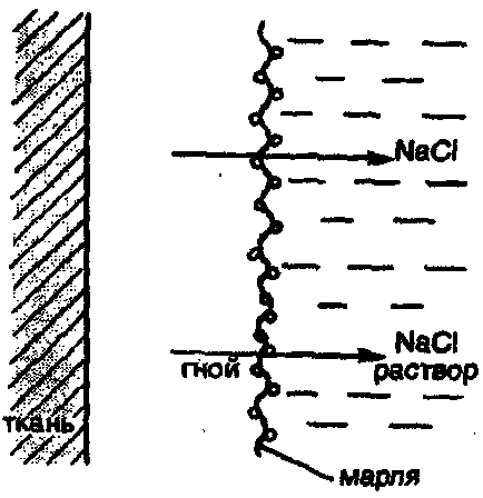 Rolul osmozelor în procesele biologice