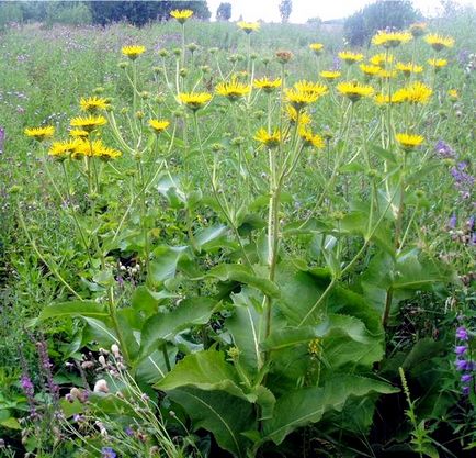 Cele mai eficiente plante medicinale de la tuse adulți, cum se utilizează