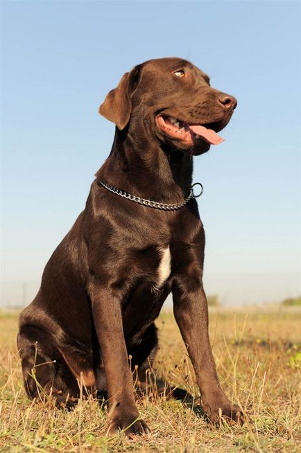 A legnépszerűbb kutyafajta az Egyesült Államokban 2012 hírek fotó