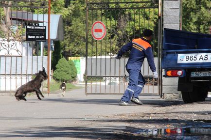 Ordonanții orașului pentru care serviciul de capturare a animalelor fără stăpân a devenit periculos pentru viață