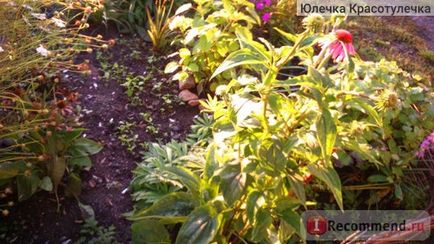 Semințe de Echinacea Gavrish roșu pălărie - „cea mai mare Asteraceae Echinaceea! Înflorirea în primul an! 