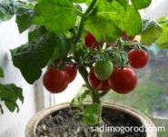 Насіння томату червона гроно