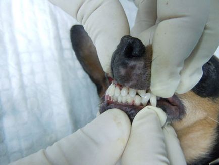 Шинування зубів у собак - ветеринарна клініка Радан