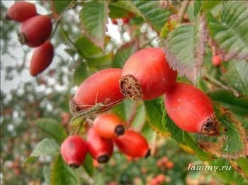 Rosehip 