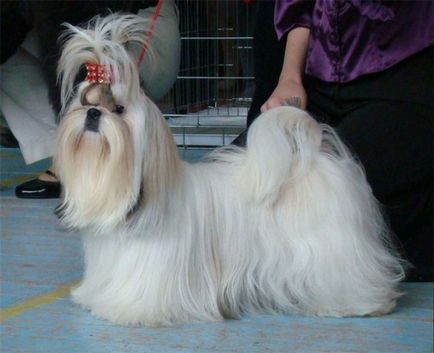 Shih Tzu fotografie de câine, preț, descriere de rasă, personaj, video - watchdog meu