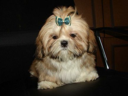 Shih Tzu fotografie de câine, preț, descriere de rasă, personaj, video - watchdog meu