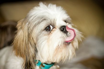 Shih Tzu kutya fotó, ár, fajta leírás, képességgel, video - én watchdog