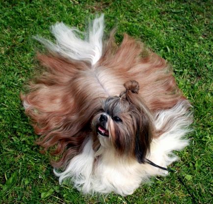Shih Tzu kutya fotó, ár, fajta leírás, képességgel, video - én watchdog