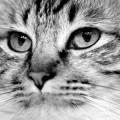 Сибірські кошенята характер, особливості вибору та виховання, догляд, харчування, фото