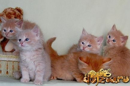 Сибірські кошенята характер, особливості вибору та виховання, догляд, харчування, фото