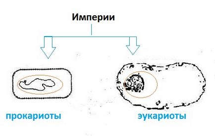 систематика живого