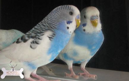 Hány évig élnek budgies