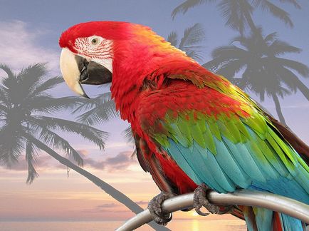 Hány papagáj otthon élnek 1
