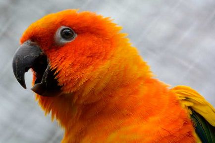 Скільки живуть папуги в домашніх умовах