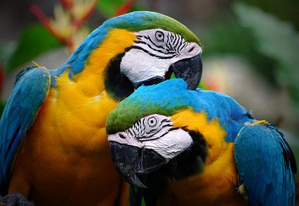 Hány papagáj otthon élnek 1