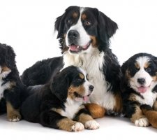 Câine Bernese Mountain Dog rasă, fotografie, prețul căței, recenzii