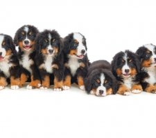 Câine Bernese Mountain Dog rasă, fotografie, prețul căței, recenzii