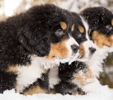 Câine Bernese Mountain Dog rasă, fotografie, prețul căței, recenzii