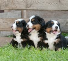 Câine Bernese Mountain Dog rasă, fotografie, prețul căței, recenzii