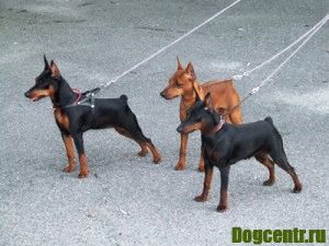 Dog Pinscher este împărțit în rase - Liesia și Dwarfish
