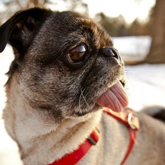 Собака з висунутим язиком що їй потрібно