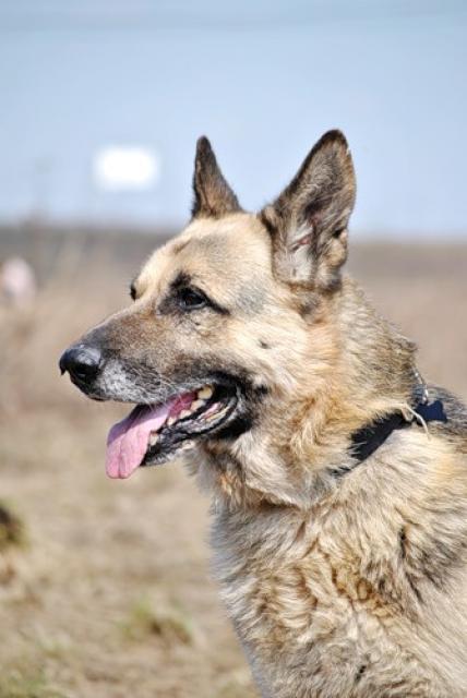 Собака східно-європейська вівчарка хаммер шукає будинок