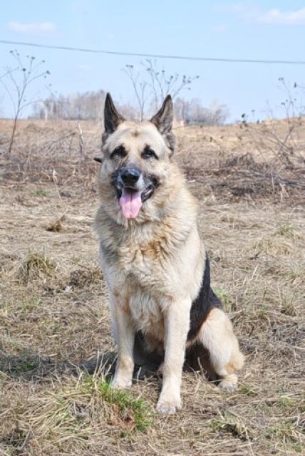 Собака східно-європейська вівчарка хаммер шукає будинок