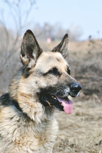 Собака східно-європейська вівчарка хаммер шукає будинок