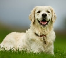Câine de aur (Golden) retriever descrierea rasei, fotografie, prețul căței, recenzii