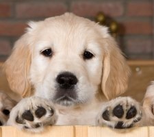 Câine de aur (Golden) retriever descrierea rasei, fotografie, prețul căței, recenzii