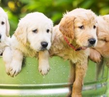 Câine de aur (Golden) retriever descrierea rasei, fotografie, prețul căței, recenzii