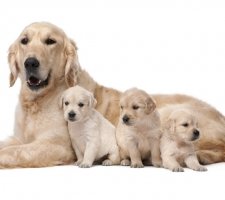 Câine de aur (Golden) retriever descrierea rasei, fotografie, prețul căței, recenzii