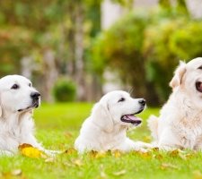 Câine de aur (Golden) retriever descrierea rasei, fotografie, prețul căței, recenzii