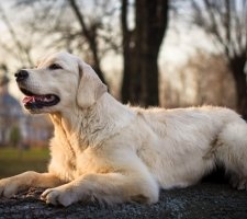 Câine de aur (Golden) retriever descrierea rasei, fotografie, prețul căței, recenzii