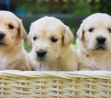 Câine de aur (Golden) retriever descrierea rasei, fotografie, prețul căței, recenzii